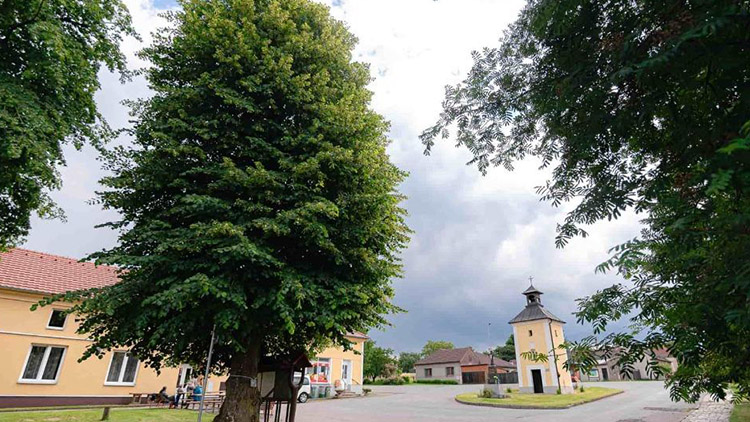 DEJTE HLAS BOUSÍNSKÉ LÍPĚ V ANKETĚ STROM ROKU