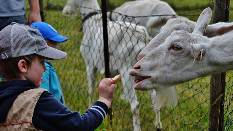 Mléko z Rozinky pomáhá nemocným, lidem i zvířatům