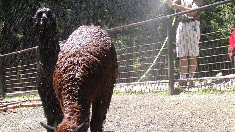 Zvířata si dopřávají sprchy a nanuky