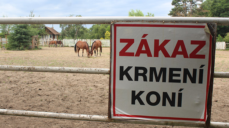 Starý případ 24: Chovatelé z Cavala u krajských veterinářů obstáli