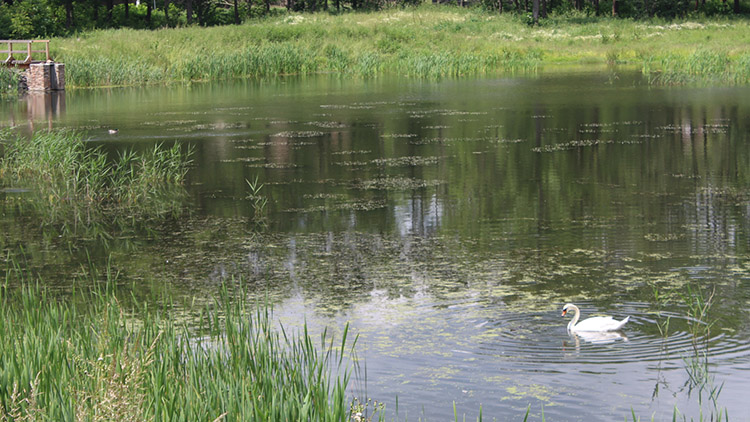 AKTUALIZOVÁNO: Labuťátka od Čertových rybníků žila jen krátce